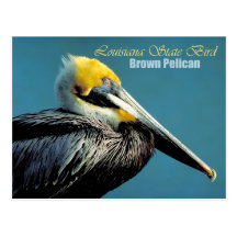 Louisiana State Bird - Brown Pelican Post Card