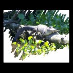 Louisiana Swamp Gator Hunter Poster posters