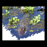 Louisiana Swamp Gator Hunter Poster posters