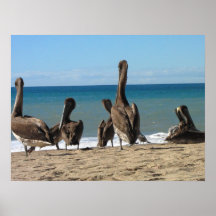 Lounging Beach Pelicans; No Text Print