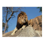 Lounging Lion Postcard
