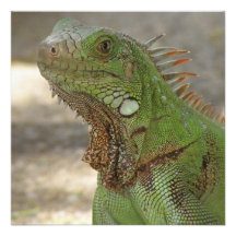 Lounging Lizard Custom Announcements