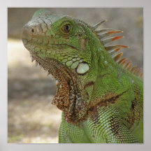 Lounging Lizard Poster