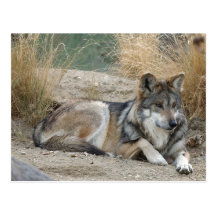 Loup Carte Postale
