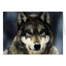 Loup Cartes De Vœux