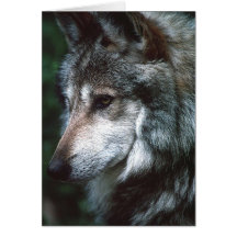 Loup gris carte de vœux
