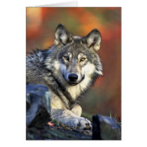 Loup gris cartes de vœux