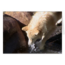 Loup gris cartes de vœux