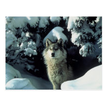 Loup gris cartes postales