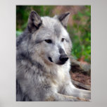 Loup gris Pose-168 Poster