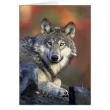 Loups de loup gris de Canis_lupus Carte