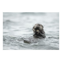 Loutre de mer affamée photo sur toile