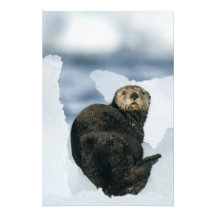 Loutre de mer sur la glace photos d’art
