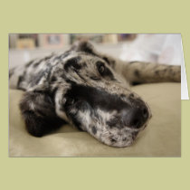 Lovable cards
