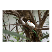 Love Birds posters