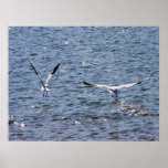 Love Birds Print