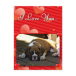 Love Boxer puppy postcard