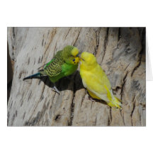 Love Budgies Card
