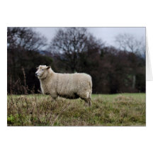 Love ewe card