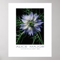 Love-in-a-Mist  380