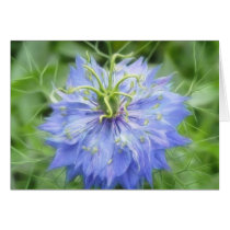 Love In A Mist - Nigella Damascena