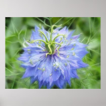 Love In A Mist - Nigella Damascena