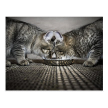 love is ... sharing post card