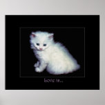 LOVE IS... White Kitten Art Poster
