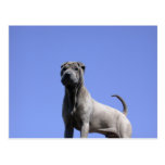 Love me, love my dog... postcards