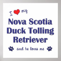 Love My Nova Scotia Duck Tolling Retriever (Male) Poster