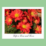 Love nature orange daisy flowers. postcards