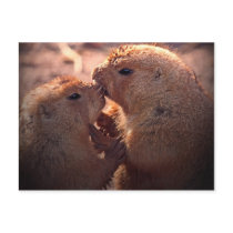 Love on the prairie postcard