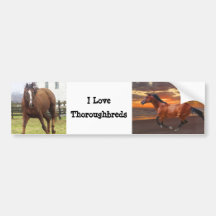 Love Thoroughbreds Bumper Sticker