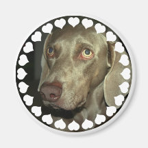 Love Weimeraner  Magnet