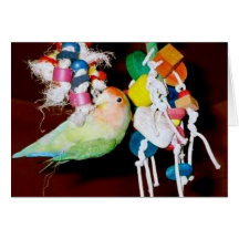 Lovebird on toy greeting cards