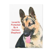 Loved & Protected By A German Shepherd Post Cards