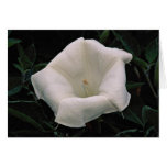 Lovely Angel's trumpet Card