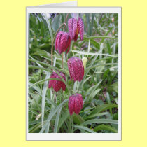 Lovely Bells cards