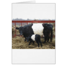 Lovely Beltie Cow and Calf Card