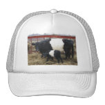 Lovely Beltie Cow and Calf Hat