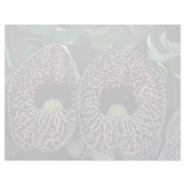 Lovely Calico flower, Brazil Custom Letterhead