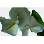 Lovely Calla lily Photo Cutouts