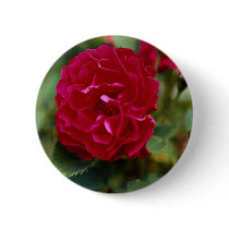 Lovely Floribunda Button