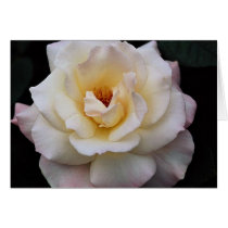 Lovely Floribunda Greeting Cards