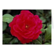 Lovely Floribunda Cards