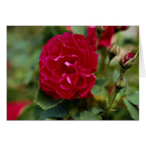 Lovely Floribunda Cards