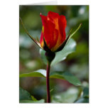 Lovely Floribunda 'Charisma' cards