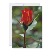 Lovely Floribunda 'Charisma' Announcements