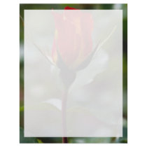 Lovely Floribunda 'Charisma' Letterhead Template