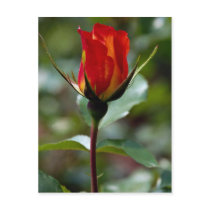 Lovely Floribunda 'Charisma' Post Card
